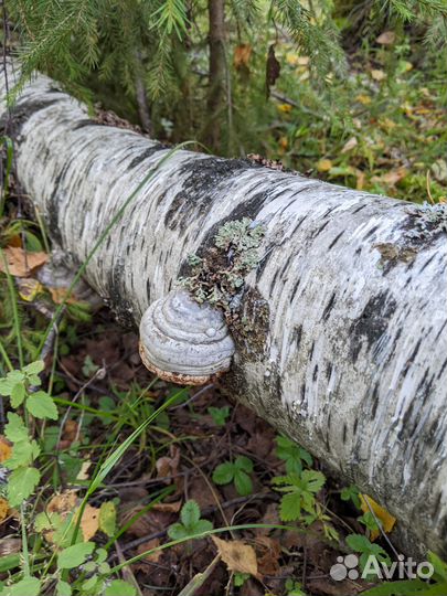Гриб трутовик настоящий
