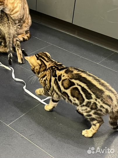 Бенгальская кошка