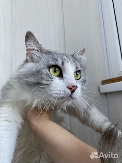 Котики в добрые руки