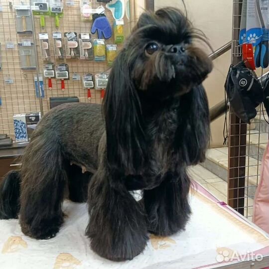 Щенки ши-тцу разных окрасов