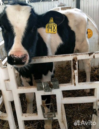 Холмогоры Голштины Бычок Теленок Телки
