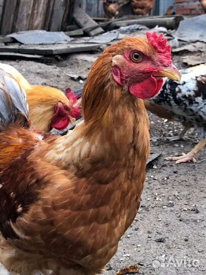 Домашние петушки