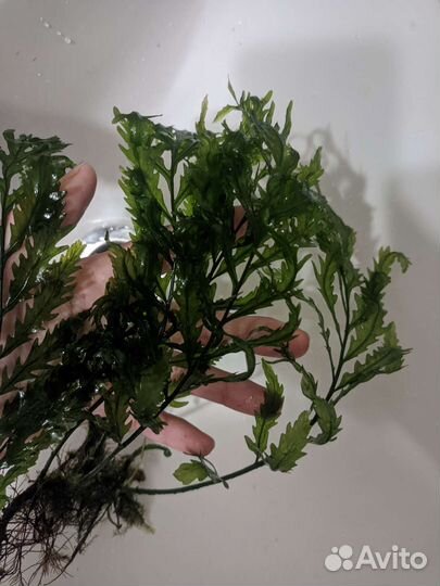 Растения, герметик, фильтр, корм