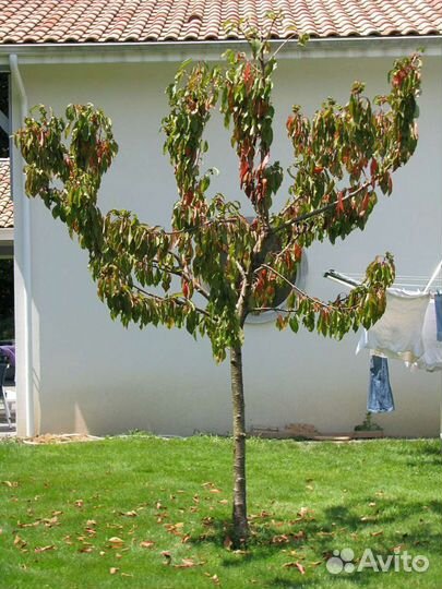 Плодовые растения на штамбе (вишня, персик и т.д)