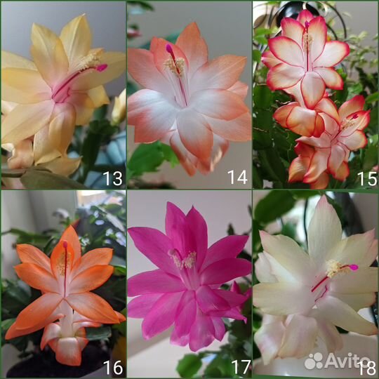 Шлюмбергеры(декабристы) сортовые