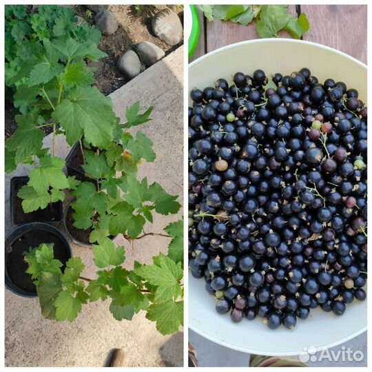 Саженцы черной смородины