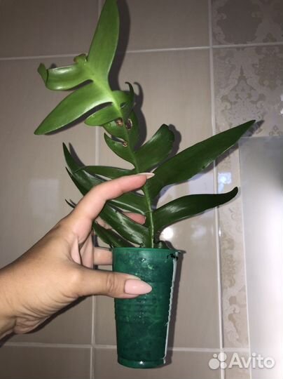 Селеницереус золотистоцветковый