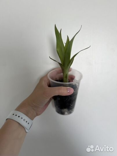 Комнатные цветы Гузмания (отросток)