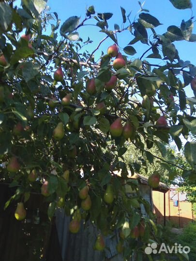 Продаю груши