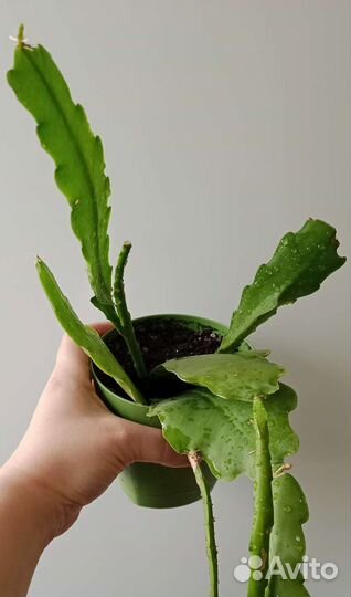 Эпифиллум Бевертайл (Epiphyllum Beavertail)