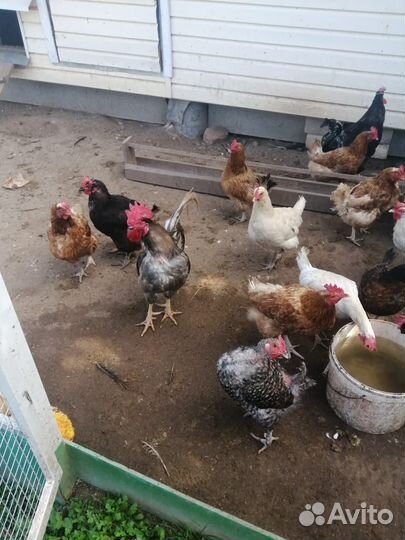 Куры на мясо