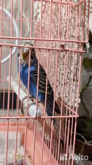 Волнистый попугай с клеткой