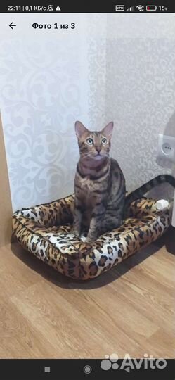 Лежанка для кота или собак мелкой породы