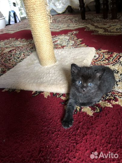 Британские котята