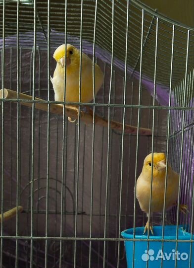 Кенара и канарейки