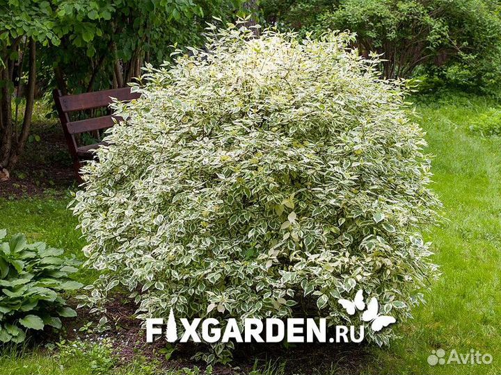 Дерен белый элегантиссима