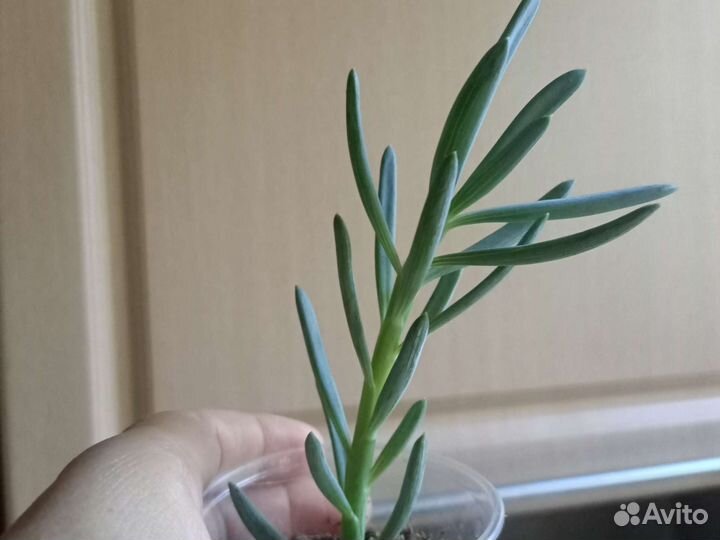 Суккуленты