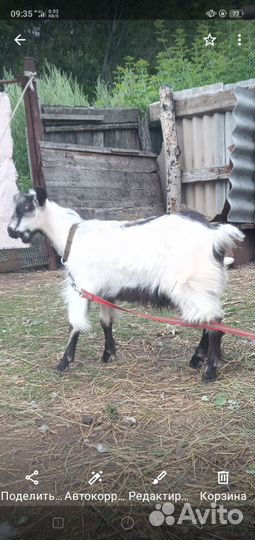 Козочка и козлик