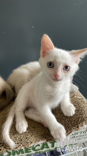 Мальчик с грустным лицом