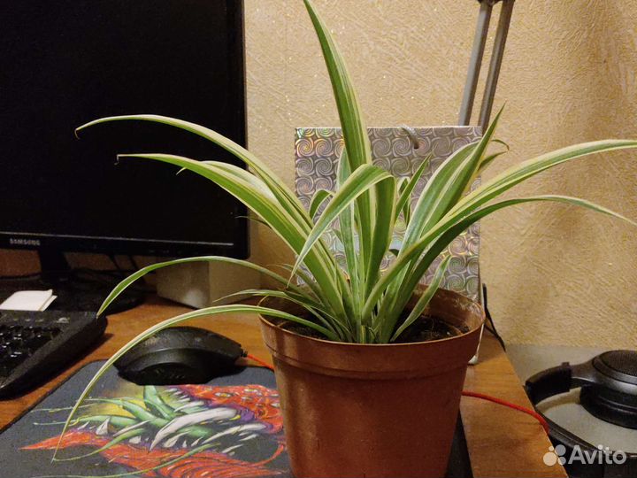 Хлорофитум лаксум,неприхотливое зелёное растение