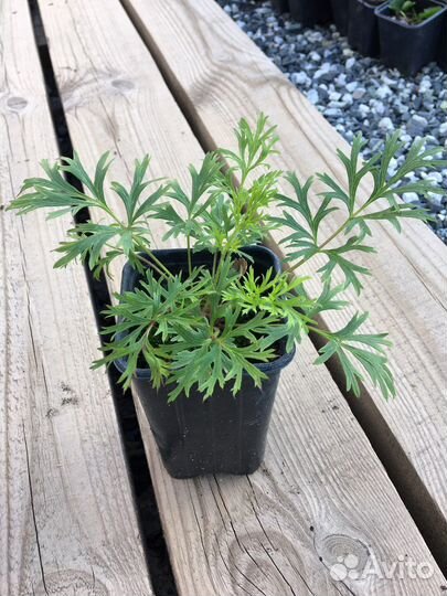 Прострел смесь окрасок