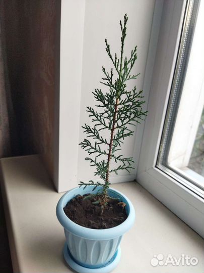 Кипарис,кактусы,финик,каланхоэ,колеус,сансевиерия