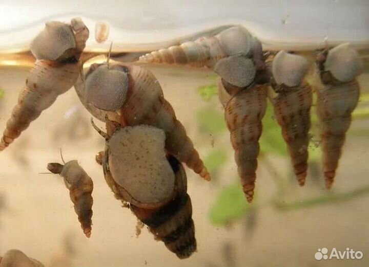 Улитки Мелании