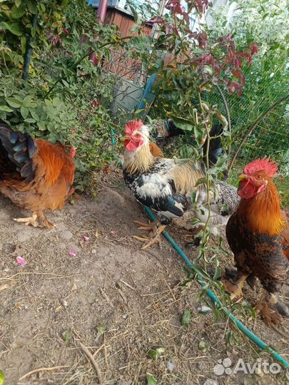 Петушки домашние