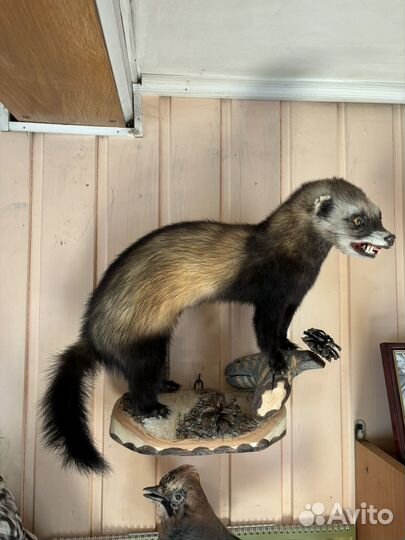 Чучела животных