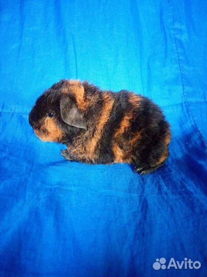 Морская свинка ам. тедди