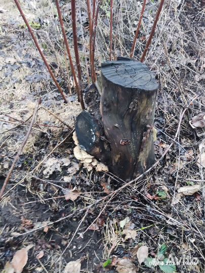 Уборка садов, огородов, дачных участков