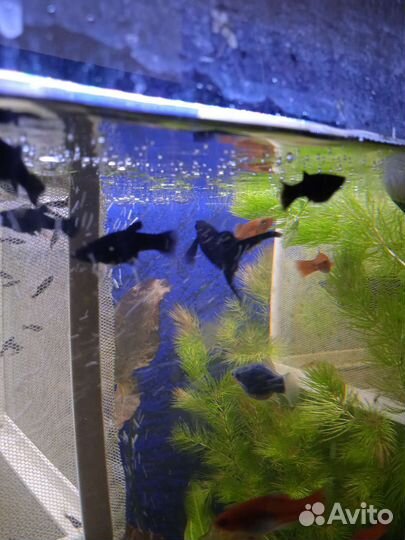 Аквариумные сомы, улитки, растения, креветки