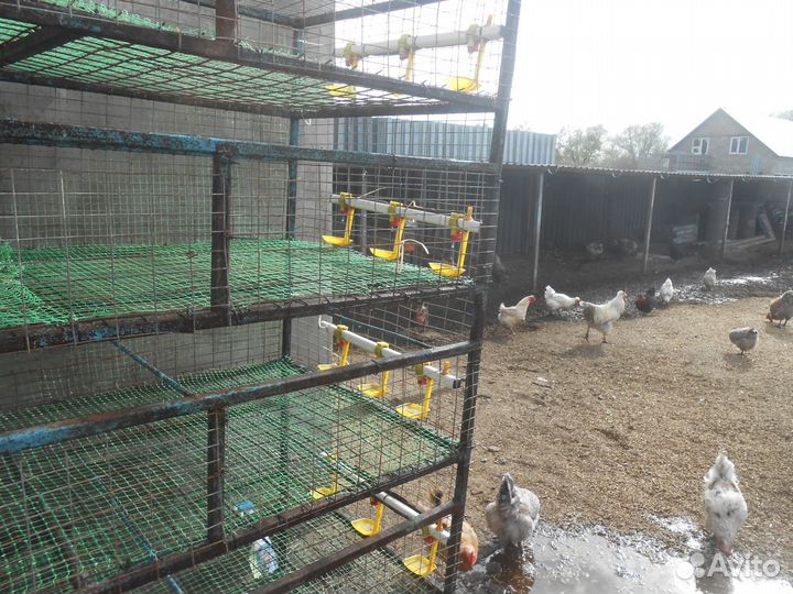 Бактерии для подстилки С доставкой в регионы