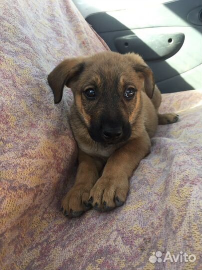 Щенок мальчик