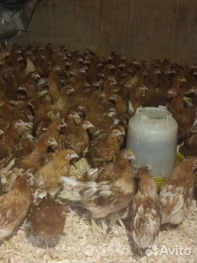 Куры молодки несушки