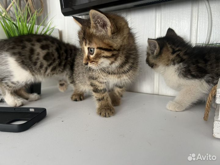 Кошка в дар бесплатно