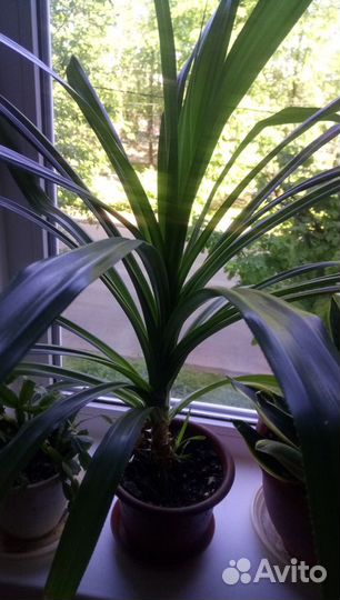 Комнатные растения