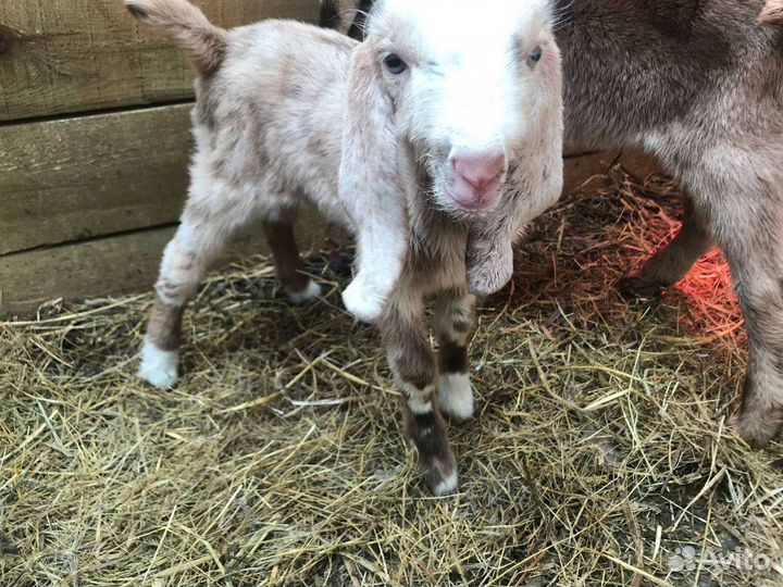 Козы дойные, высокоудойные Камори, Ламанча, нуб