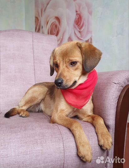 Собачка Ксюша из приюта