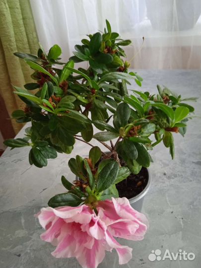 Домашние растения