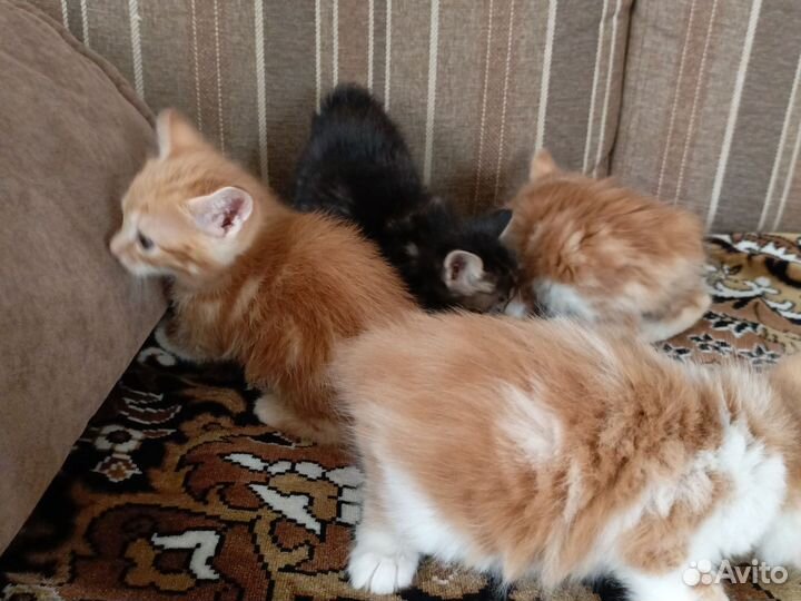Котята курильский бобтейл