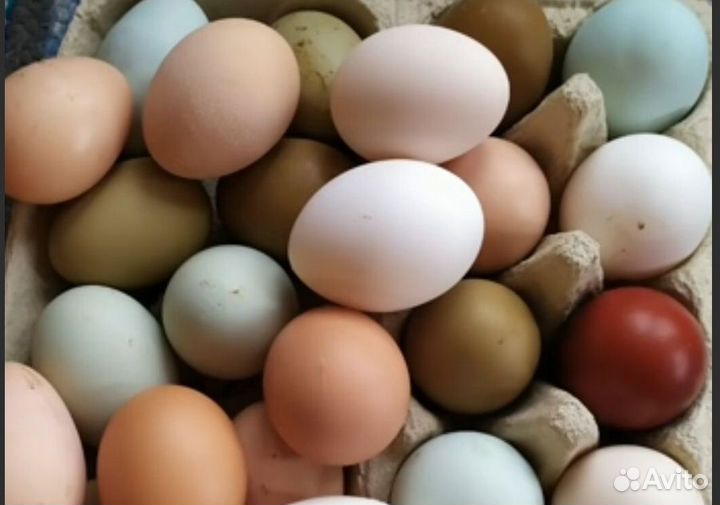 Яйцо инкубационное от породных курочек микс