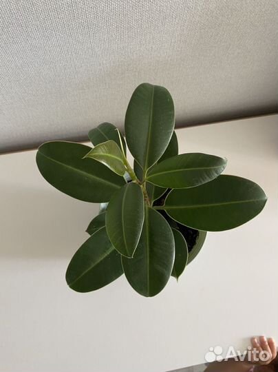 Фикус (комнатное растение)