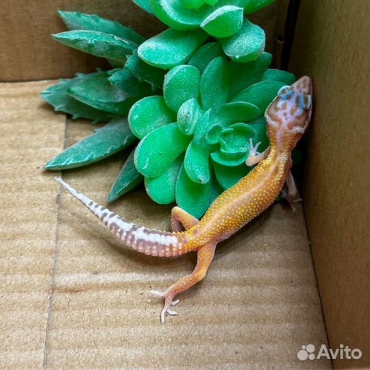 Ящерица геккон пятнистый леопардовый эублефар