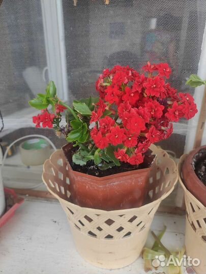 Комнатные растения цветы