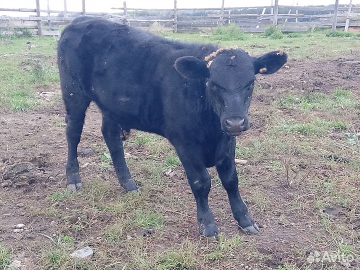 Коровы и телки