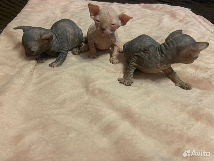 Котята сфинкс