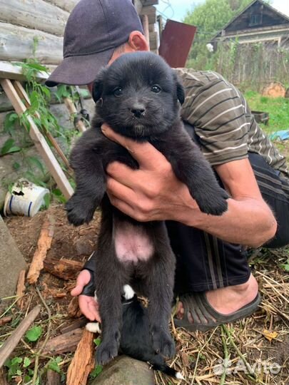 Отдам щенков