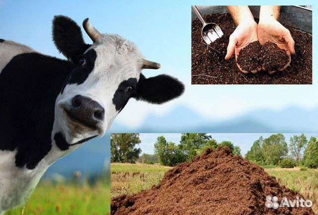 Навоз доставка