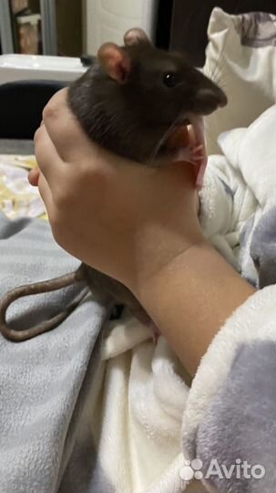 Крыса мальчик ищет невесту